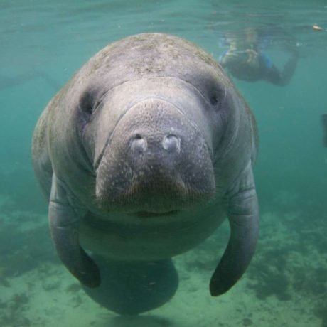 Manatee kayak rentals